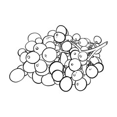 vector illustration linear drawing doodle black and white bunch of grapes very beautiful realistic