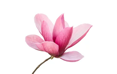 Zelfklevend Fotobehang Pink magnolia flowers isolated on white background © xiaoliangge