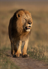 Plakat Portrait of a Lion at Masai Mara, Kenya
