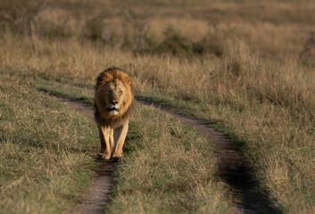 Lion during morning hours in Savanah grassland, Masai Mara, Kenya
