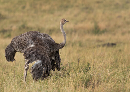 Portrait of a female Ostrich in the Masai Mara grassland, Kenya