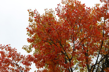 Oak in autumn colors