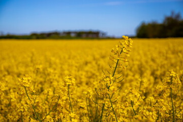 Obraz premium Panorama picture of a yellow rapeseed field with blue sky