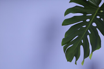 Green Monstera Leaf