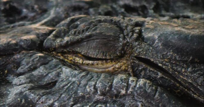 Close up of large crocodile opening it's Eye.