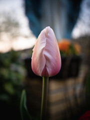 Fototapeta premium Wiosenne tulipany