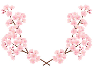 Fototapeta na wymiar 交差した桜の枝のイラスト