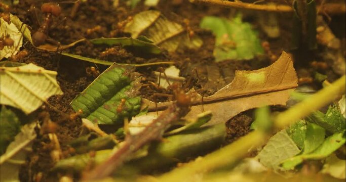 Leaf cutter ants crawling around