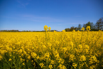 Obraz premium Panorama picture of a yellow rapeseed field with blue sky