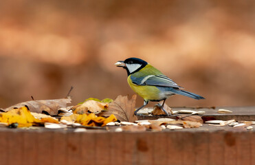 cute little bird in yellow black colors,Great Tit, Parus major