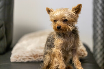 small dog on a black leather couch, Yorkshire Terriers