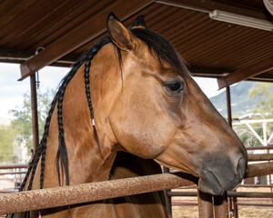 A beautiful Arizona quarter horse portrait