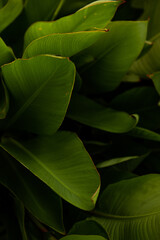 Macro green background Calathea Lutea Plant. Fresh, firm banana leaves. Texture natural pattern. Landscaping the house with garden plants. Copy space. Botanical close up wallpaper texture. Gardering