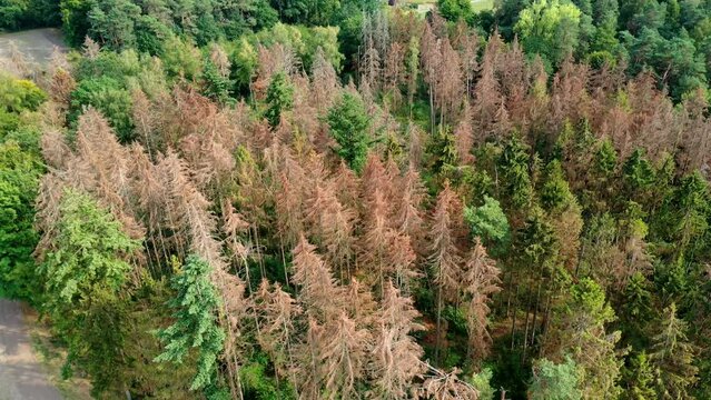 Aerial view footage of forest dieback with damaged trees with dead spruce trees by the bark beetle, drought and climate change