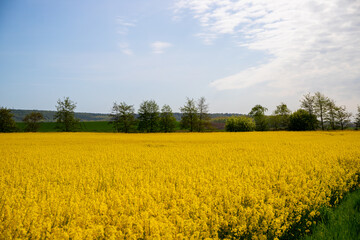 Fototapeta premium Panorama picture of a yellow rapeseed field with blue sky