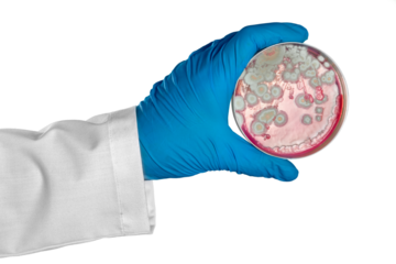 Hand in glove holding Petri dish with bacteria