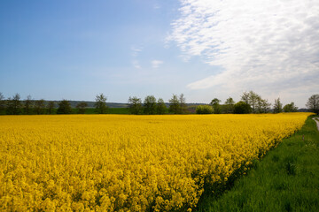 Panorama picture of a yellow rapeseed field with blue sky