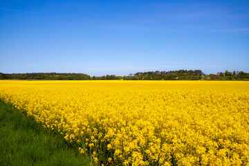 Obraz premium Panorama picture of a yellow rapeseed field with blue sky