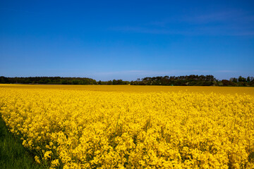 Obraz premium Panorama picture of a yellow rapeseed field with blue sky