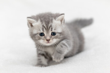 Fototapeta na wymiar Little Kitten of the British race on a light background