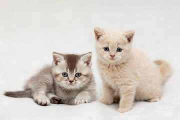 Fototapeta na wymiar Two Little British Kittens on a light background