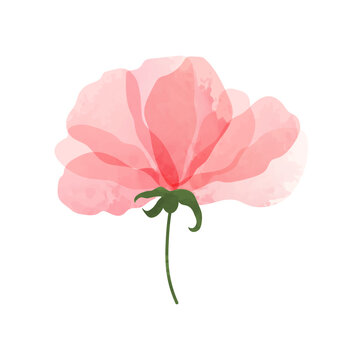 Charming watercolor pink flower isolated on white background. Botanical vector art, element for decoration, decoration, design.