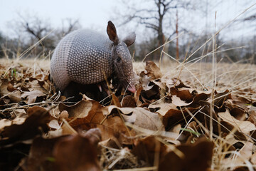 Nine-banded armadillo closeup during Texas winter, mammal wildlife in leaves.