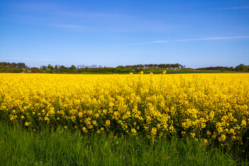Obraz premium Panorama picture of a yellow rapeseed field with blue sky