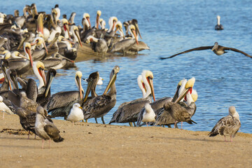 Colony of sea birds, pelicans and seagulls, close-up sitting on the beach close to the river