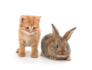 Little cat and rabbit.