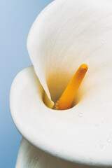 White Calla Liliy in full bloom. Greeting card, celebration, gift concept
