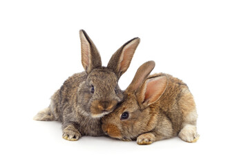 Two brown rabbits.