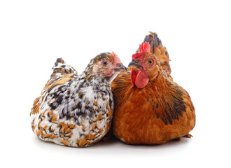 Two brown chickens.