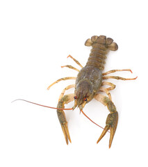 Adult green crayfish.