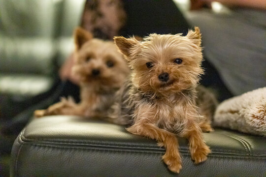 two small dogs on a black leather couch whit there owner in background, 2 Yorkshire Terriers - Powered by Adobe