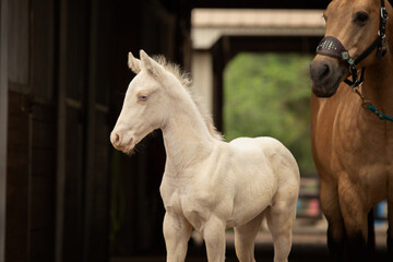 Perlino foal stands in the barn doorway