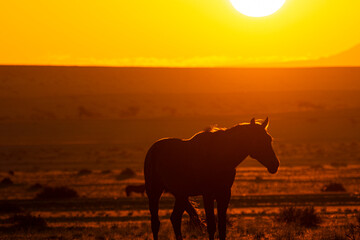 Wild Horses close to Aus in Namib desert during sunset, Namibia.