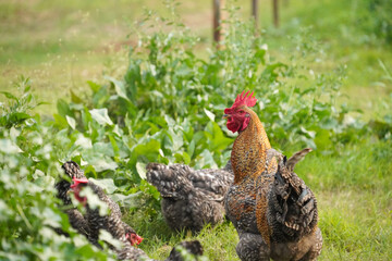 chickens on farm land