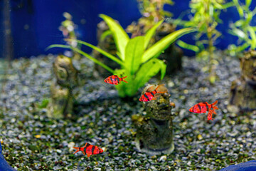 Underwater shot of a glofish fish