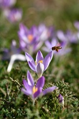 Wiosenny krokus z pszczołą. Symbol wiosny - zapylacz i kwiat fioletowy