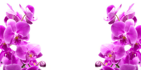 Obraz na płótnie Canvas Purple orchid flower. Branch of beautiful pink phalaenopsis orchid isolated on white background