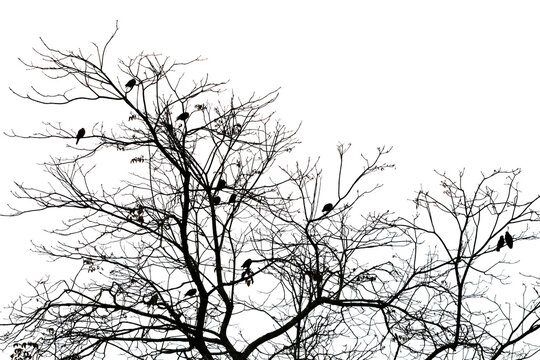 Aves posadas sobre árbol sin hojas en invierno - birds on a leafless tree in winter