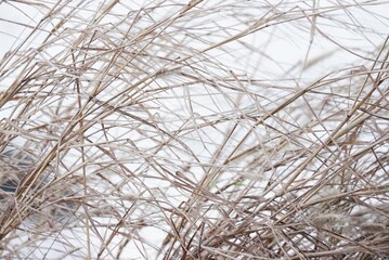 Blurred dried wild grass leaves on white background 
