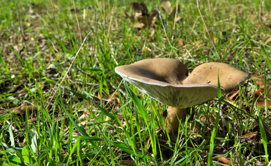 Primer plano de ejemplar de Clitocybe en tonos marrones sobre prado de hierba verde en un dia soleado. Luz natural