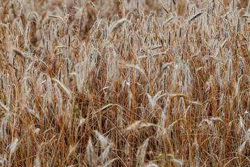 Latvian nature views and landscapes, rye field
