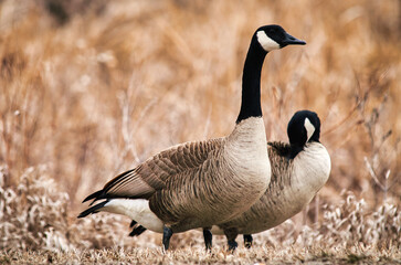 Obraz premium Two Canada Geese (Branta canadensis) standing on the ground.