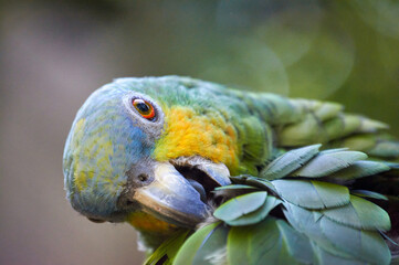 Crested Amazon Parrot - Amazona amazona