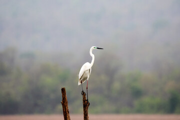 Little egret (Egretta garzetta) in Thailand