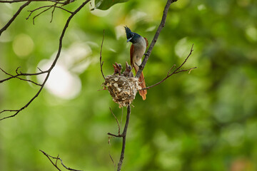 Black-throated sunbird (Luscinia caerulea) feeding its chicks