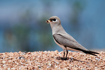 Close-up of a little bird with a worm in its beak